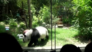 Mexico marks Xin Xin the panda's 35th birthday