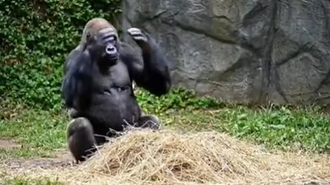 😂🏆 Zoodemy Award Goes to Mrs. Silverback! | FunFM