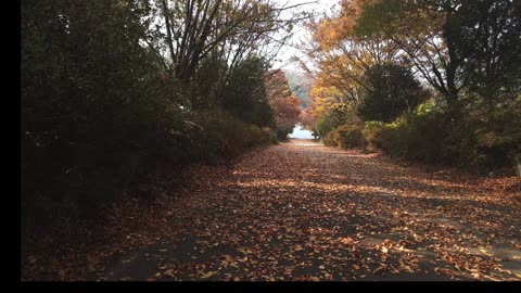 Crunching Leaves in the Forest 🍁 | Relaxing Nature Sounds for Mind Calm