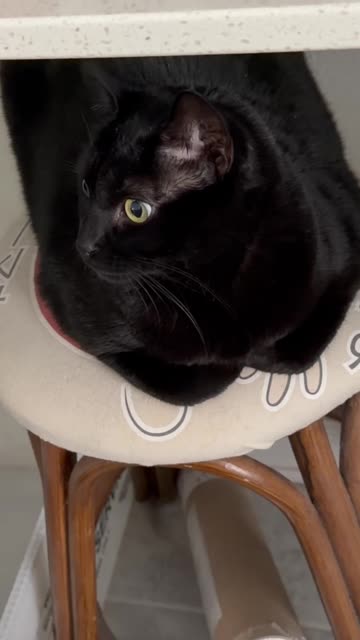Cute Precious Piper Sits on a Stool - My Adopted Shelter Cat Vlog #shorts