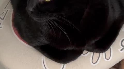 Cute Precious Piper Sits on a Stool - My Adopted Shelter Cat Vlog #shorts