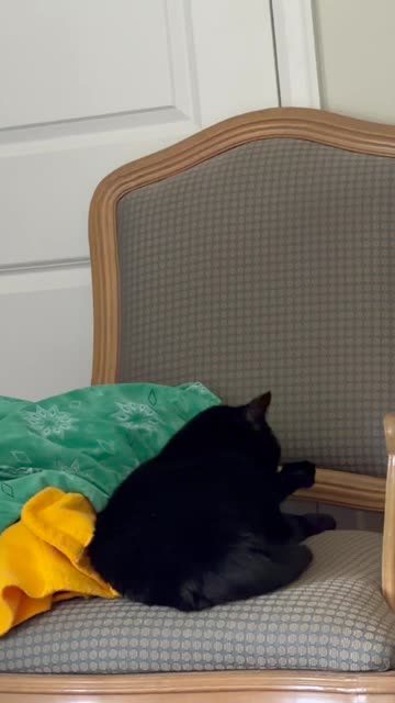 Cute Precious Piper Makes Herself Look Presentable - My Adopted Shelter Cat Vlog #shorts