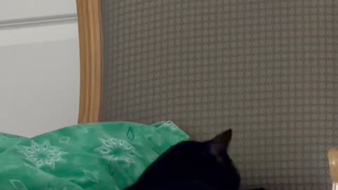 Cute Precious Piper Makes Herself Look Presentable - My Adopted Shelter Cat Vlog #shorts