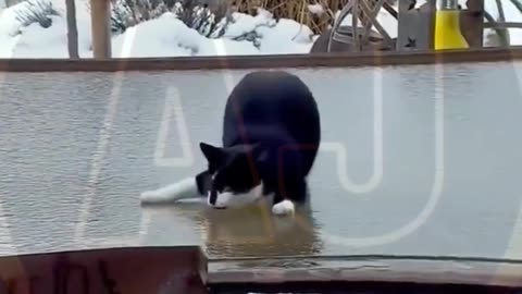 Funny video