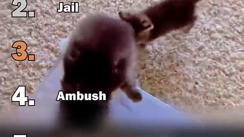 Ranking Best Black Cats Void Moments