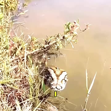 What can you find in the Amazon River?