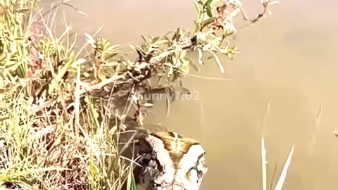 What can you find in the Amazon River?