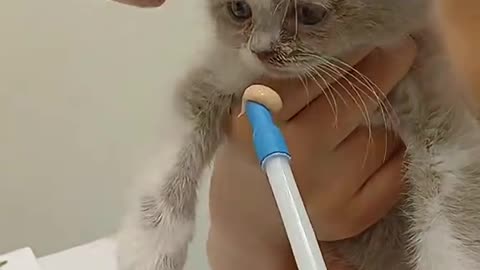 Dog's Comedy Videos 🤣 so cute videos and puppies comedy scenes 😂 so cute 🥰 🥰