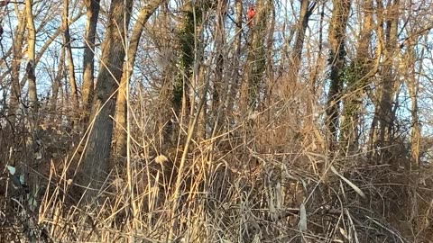 Northern Cardinal