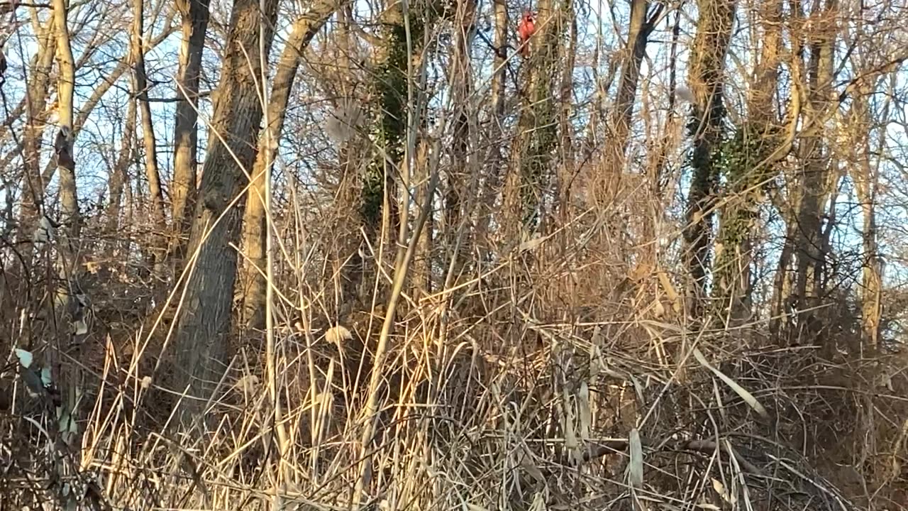 Northern Cardinal