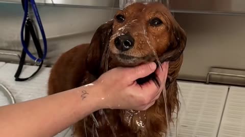 How to Wash your Wiener