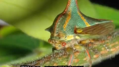 Top Ten Weirdest Insects in the World