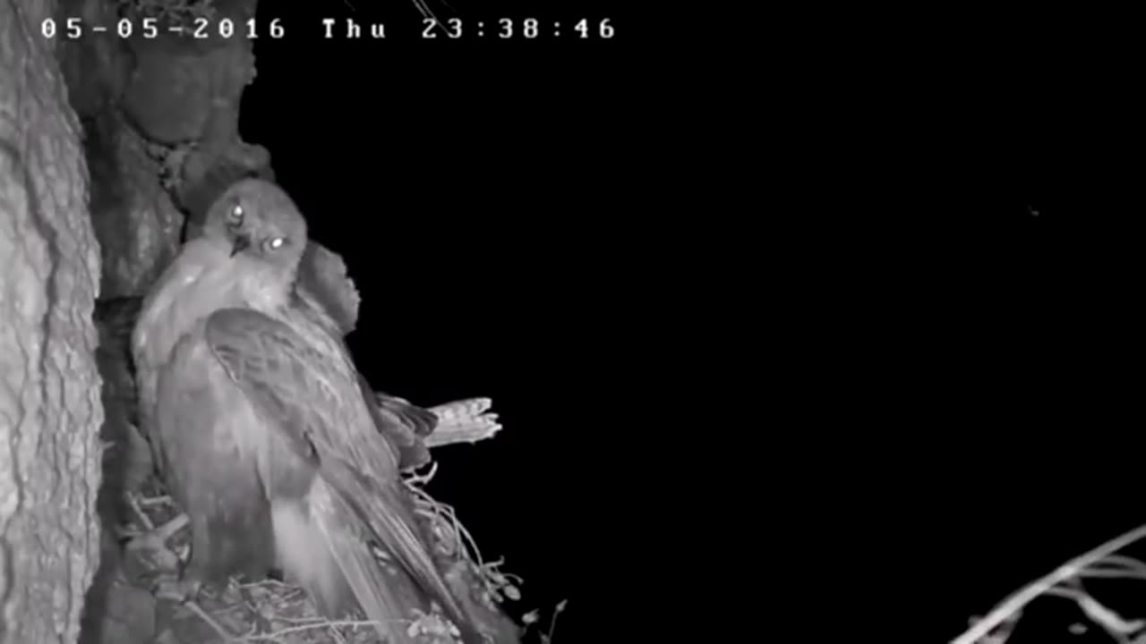 Owls Attacks Eagle, Owls Can See In The Dark, Thus Illuminati Caucus Idolizes Them