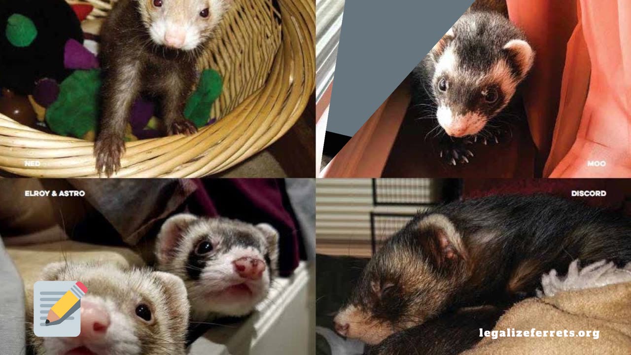 LegalizeFerrets.org TV Commercial