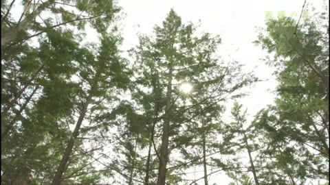 NHKスペシャル 「被曝の森2021 変わりゆく大地」