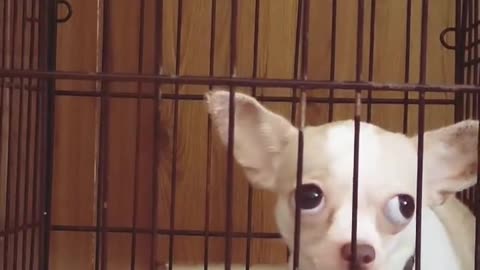😂🤔 The World's Smallest Introvert! | FunFM