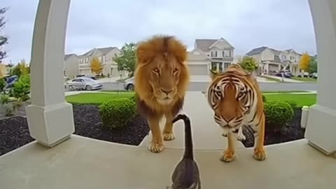 🐱📹 Cat Brings Home a Lion and a Tiger?! 😳🦁🐯