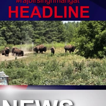 2 bison recaptured after a brief escape in King, Ont.