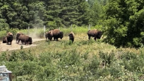 2 bison recaptured after a brief escape in King, Ont.