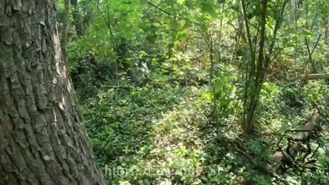 ⚔️🎖️ Ukraine Russia War | ENSIS Special Forces Capture Enemy in Sumy Region | RCF