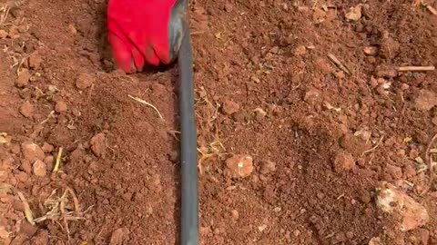 Gaining experience by planting tomato seedlings