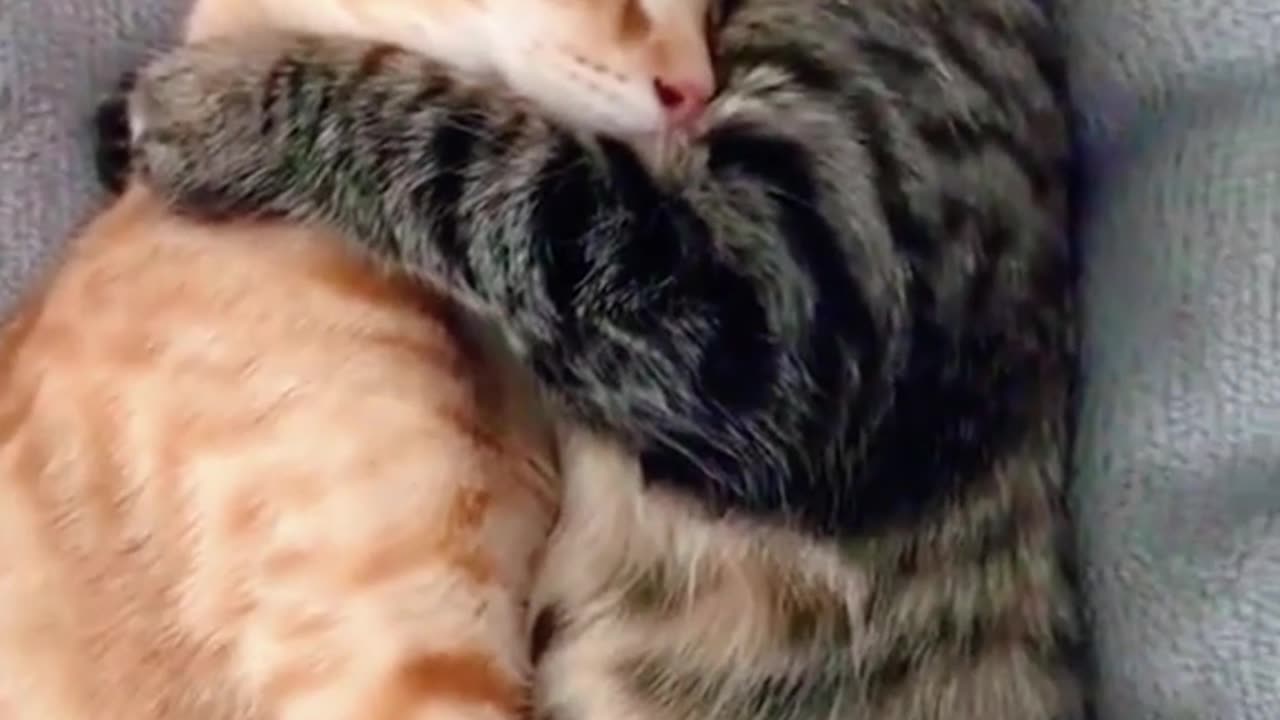 Loving Moments of Cat Friendship