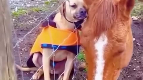 „Prietenie de nedespărțit Câini și cai care se adoră mult de tot 🐕❤️🐎