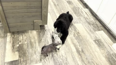 Puppies Katrina (Standard Poodle) vs Ms Kay (Chinese Crested), a fun time for all.