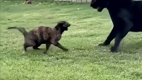 Brave cat takes on a panther to protect his friend