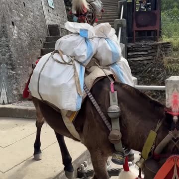 The Surprising Reason Genghis Khan Never Invaded India