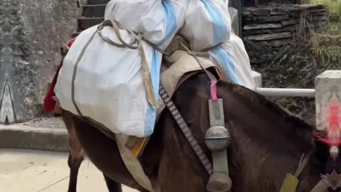 The Surprising Reason Genghis Khan Never Invaded India