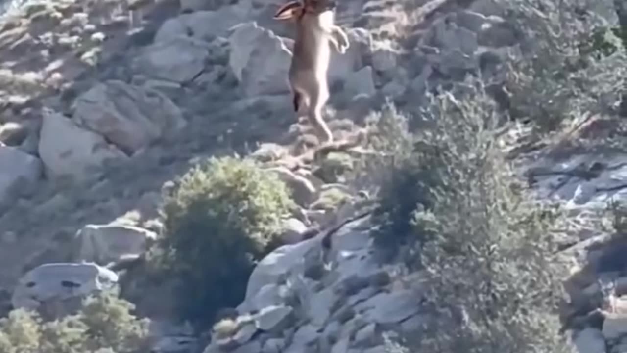 Not funny video