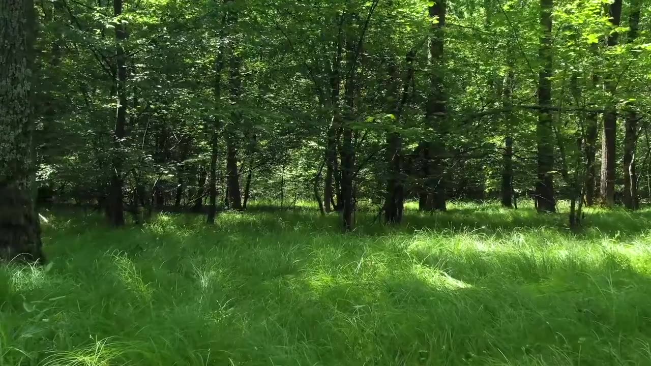 Bach's Greatest Works With Nature Scenes, Classical Music