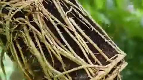 🌿The Absolute Best Way to Grow Your Litchi Tree at Home!