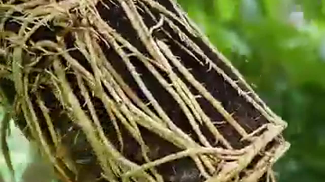 🌿The Absolute Best Way to Grow Your Litchi Tree at Home!