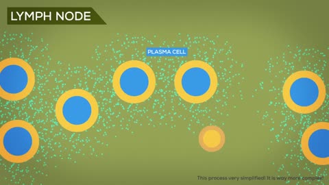 Measles Explained — Vaccinate or Not?