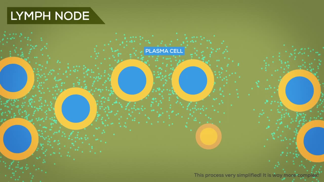 Measles Explained — Vaccinate or Not?