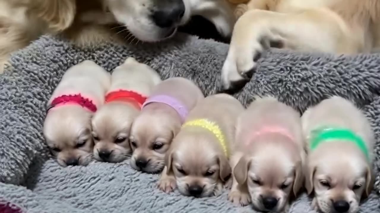 A beautiful dog family 🐶❤️