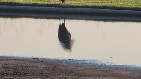 URBAN HUNTING CYPRES TEXAS USA