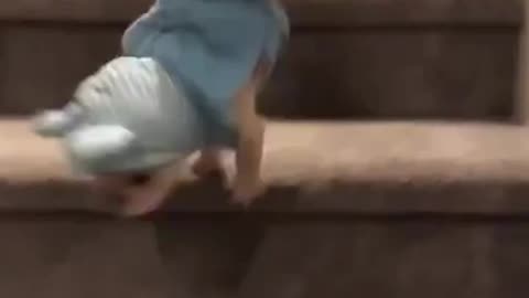 Dogs And Stairs