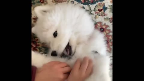 Funniest Animals
