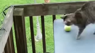 Cat and Dog Play Fetch