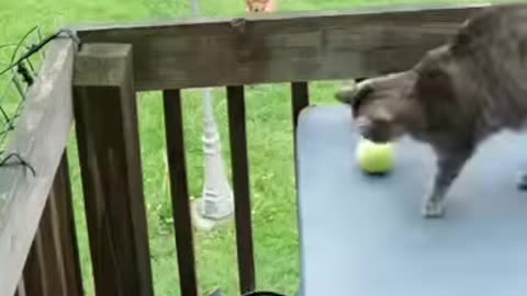 Cat and Dog Play Fetch