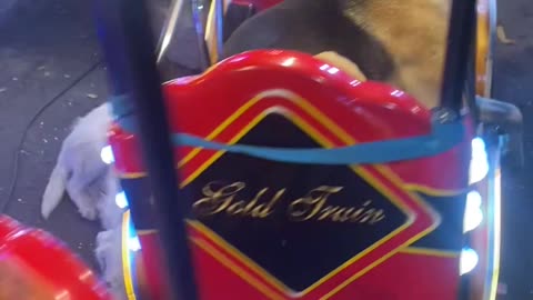 Dog Relaxes On Carnival Ride