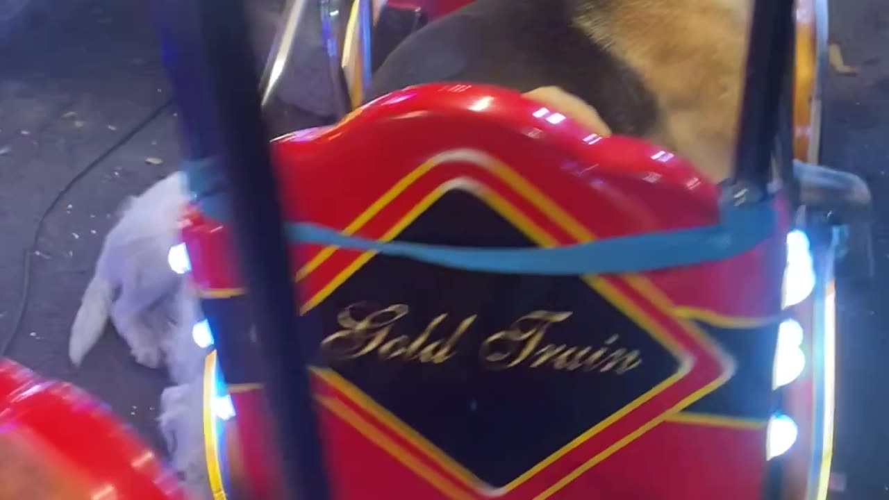 Dog Relaxes On Carnival Ride
