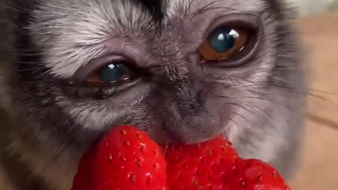 A strawberry bigger than Yocchan's face 🍓