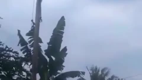 Gravity Wins: Tree Fall Incident