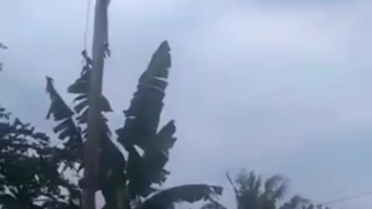 Gravity Wins: Tree Fall Incident