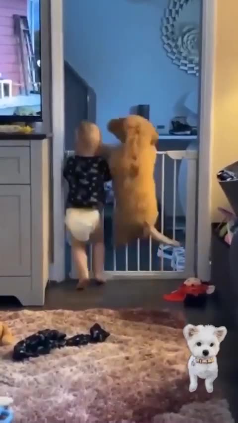 Babies and their pet dogs