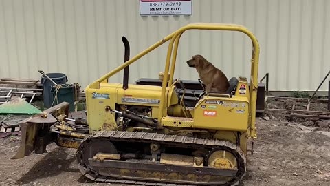 Dog Rides On Small Bulldozer